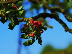 kvet jablone