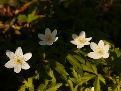 pekné biele kvety