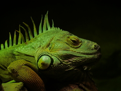 zelený drak