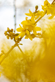 Forsythia