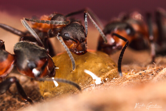 mravčie hody :)