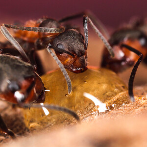 mravčie hody :)