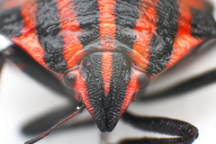 kuk