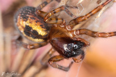 Cedivka Pdkôrna
