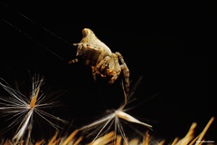 Cyclosa Conica (Križiak Vírivý)