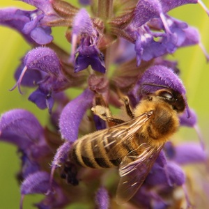 včela