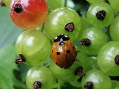 lienka