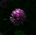 In the garden