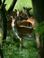 Stupavske safari