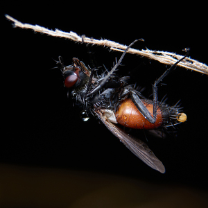 Fly criminal