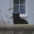 Čierna Mačka