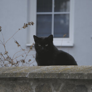 Čierna Mačka