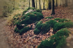V lese
