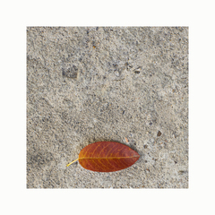 Novembrovy portret