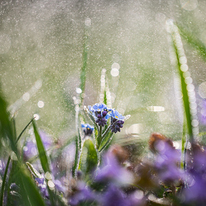 Myosotis sylvatica