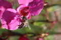 Včela medonosna
