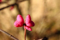 Macro