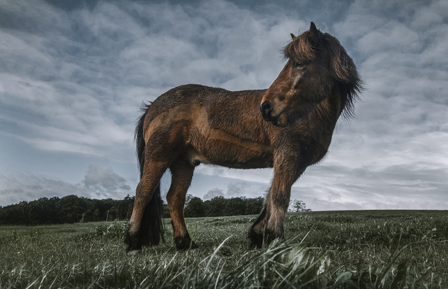Islandsky pony
