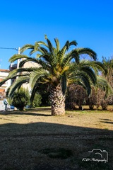 Palma