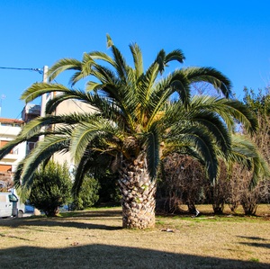 Palma