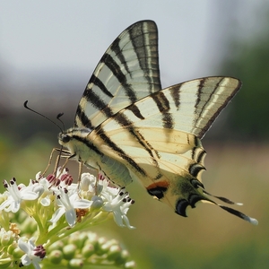 V nektárovom opojení