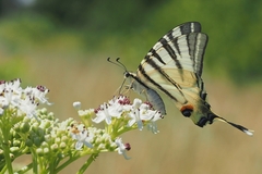 Na kvetinovej koštovke II