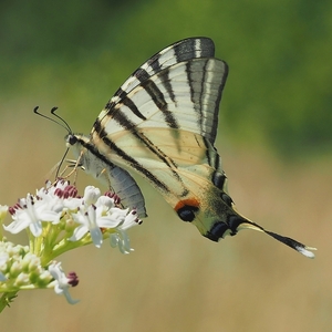 Na kvetinovej koštovke II