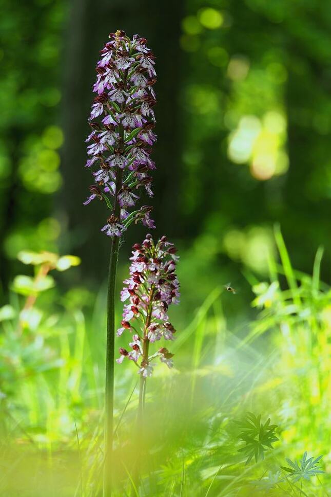 Lesné spoločenstvo orchideí