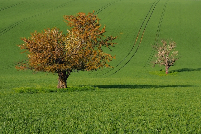 Zabudnuté dvojice