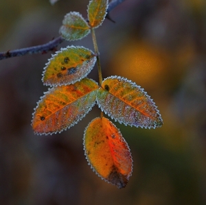 Mrazivé pohľadenie III