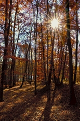 Slnko v lesnej sieti