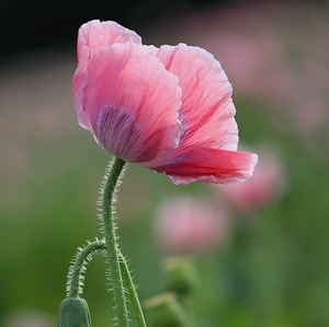 Papaver somniferum L.