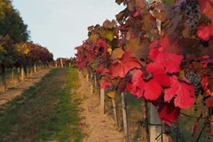 Vinohrady -jeseň