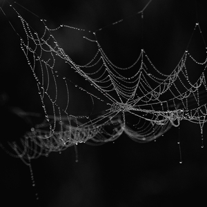 Výtvory majstra pavúka