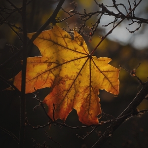 Listové tajomstvá II