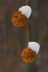 Ježaté hlávky s bielymi čiapkami