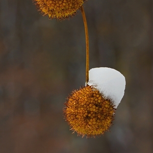 Ježaté hlávky s bielymi čiapkami