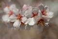 Jarné kvety II