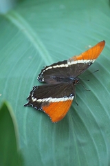 SIPROETA EPAPHUS