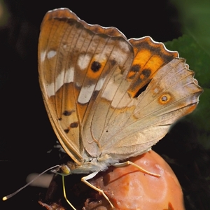 Dúhovec v mirabelkovom bare