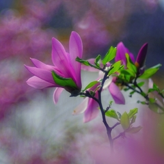 Magnolia v rozpuku