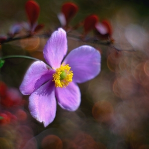 Jesenné maličkosti II