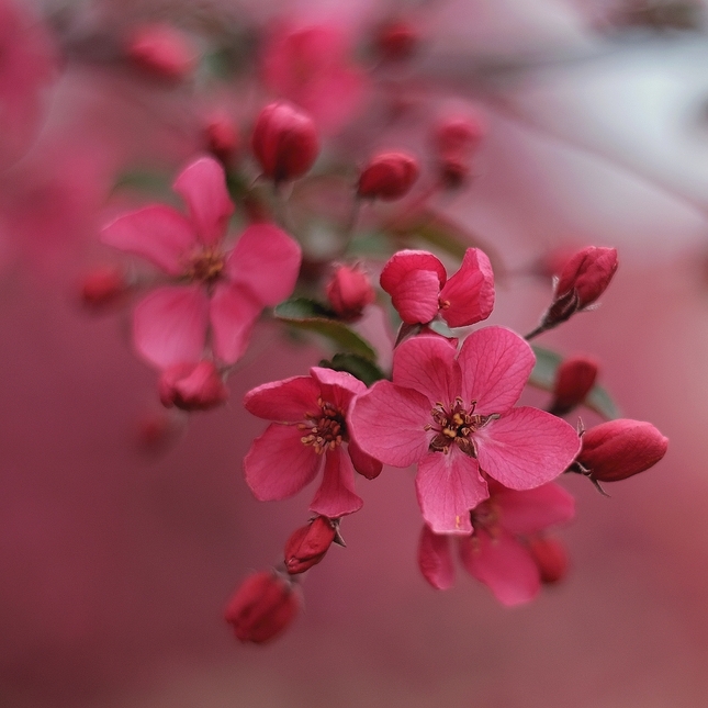 Ružový kvet jablone