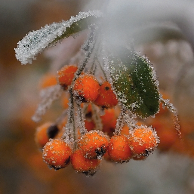 Mrazivé pohľadenie II
