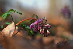 Chochlačka v mladom veku