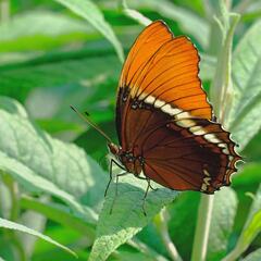 SIPROETA EPAPHUS