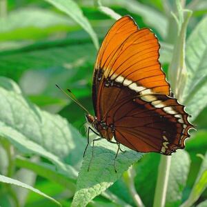SIPROETA EPAPHUS