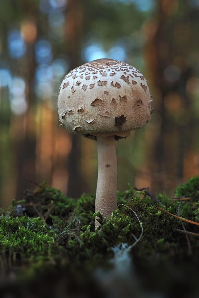 Bedľa v lesnom šate