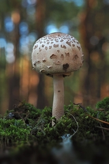 Bedľa v lesnom šate