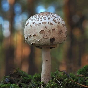 Bedľa v lesnom šate